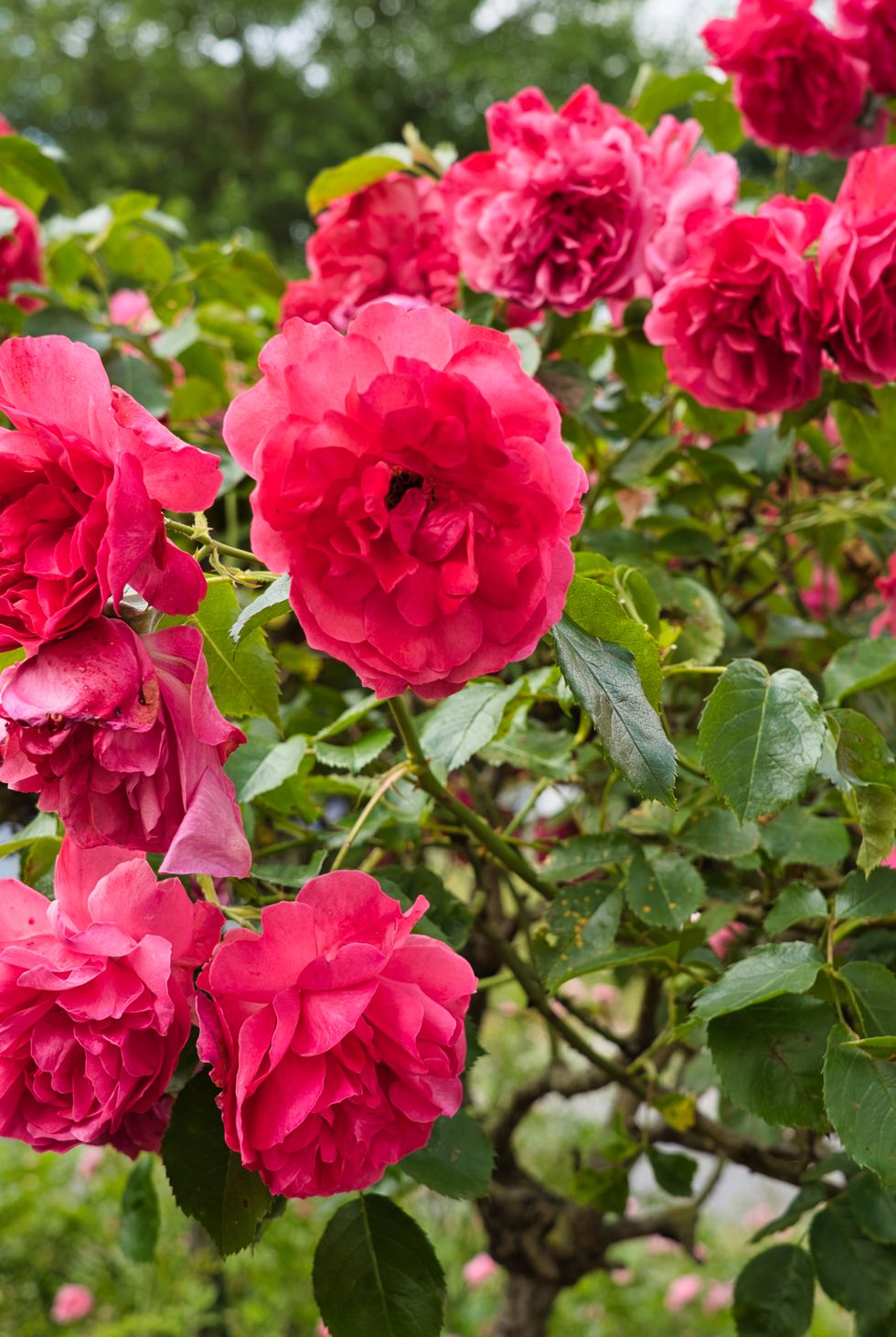rosa chinensis