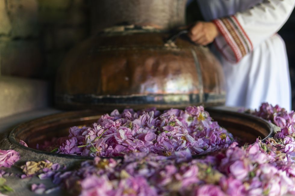 rosa damascena essential oil production season is now the abundance of the famous bulgarian rose is in its peak