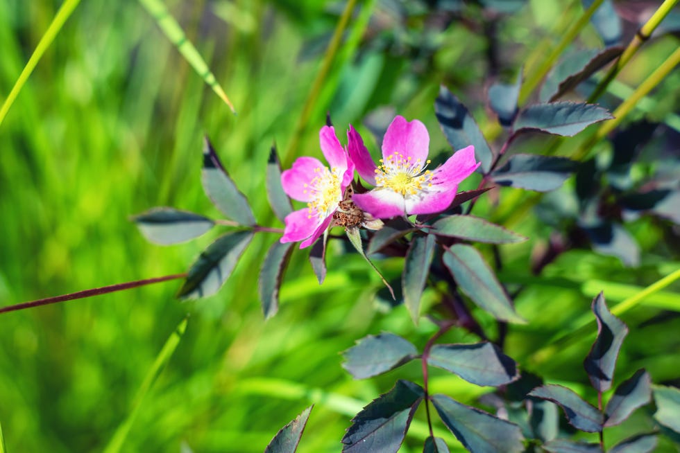 rosa glauca