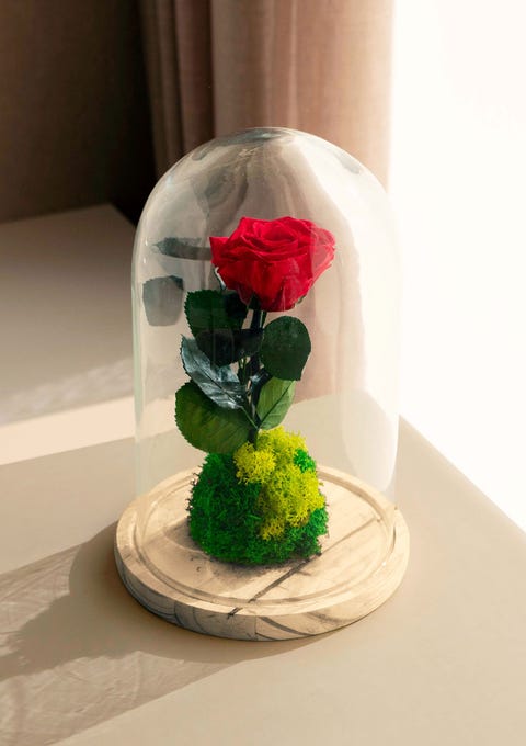 este san valentín regala la 'flor eterna' en este original formato que recuerda a 'la bella y la bestia'