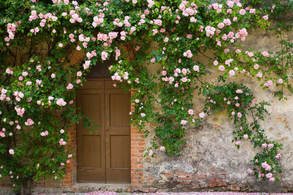 Cómo cuidar rosas: características, variedades y riego