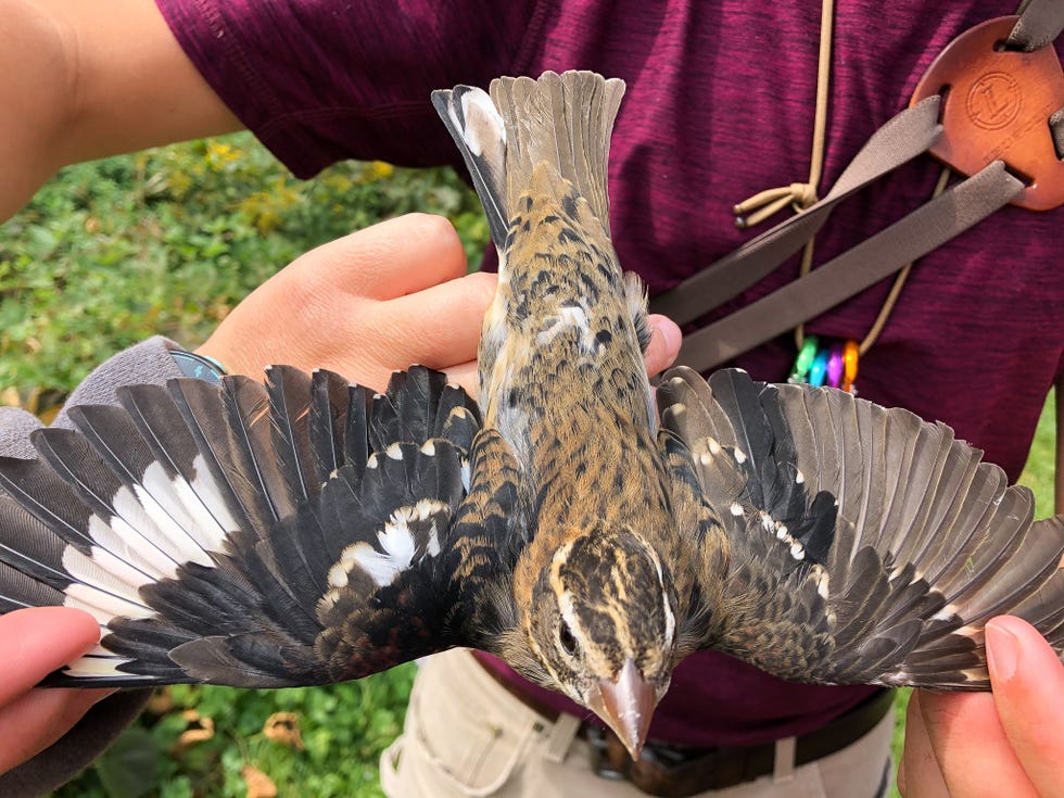 De rechtervleugel van de vogel is langer en heeft donkerdere veren Dit is kenmerkend voor mannelijke roodborstkardinalen De linkervleugel is smaller en bruin wat kenmerkend is voor vrouwtjes Ook de staartveren verschillen van kleur