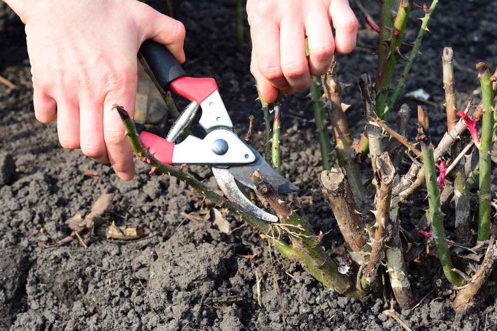 Spring pruning of rose bushes. A gardener is using pruning shears to cut dead rose bushes back to healthy bushes.