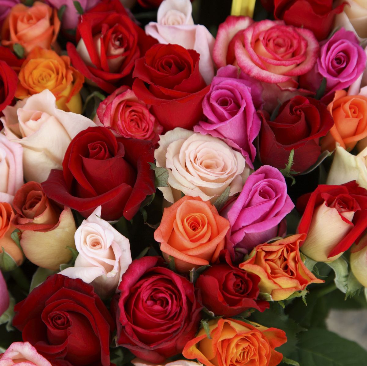 Different shapes and colors of roses.