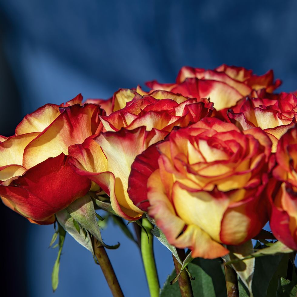 8 Rose Color Meanings for a Thoughtful Bouquet