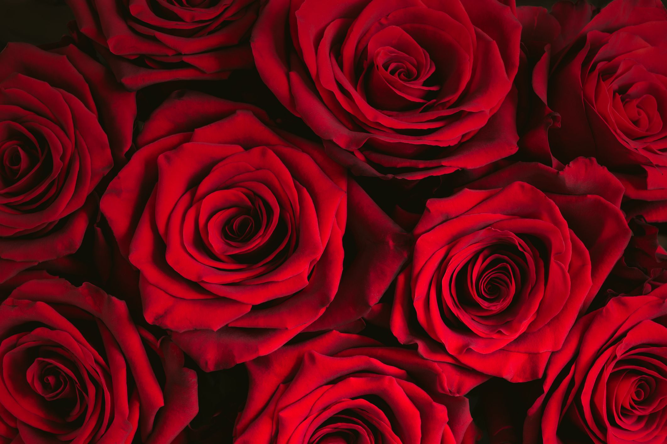 12 Popular Rose Color Meanings - Rose Color Symbolism