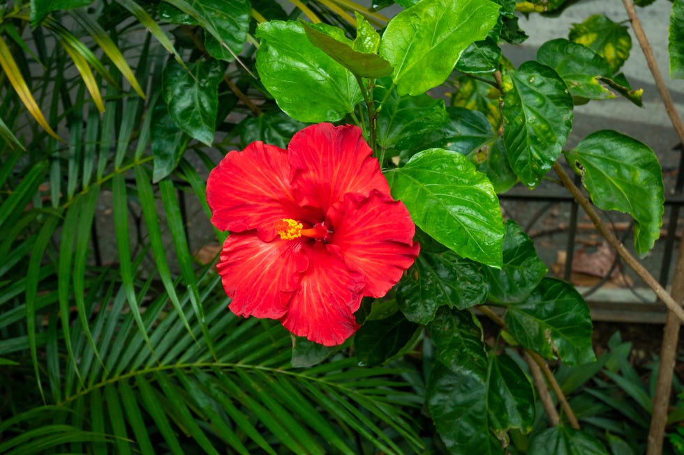 rose color meanings hibiscus