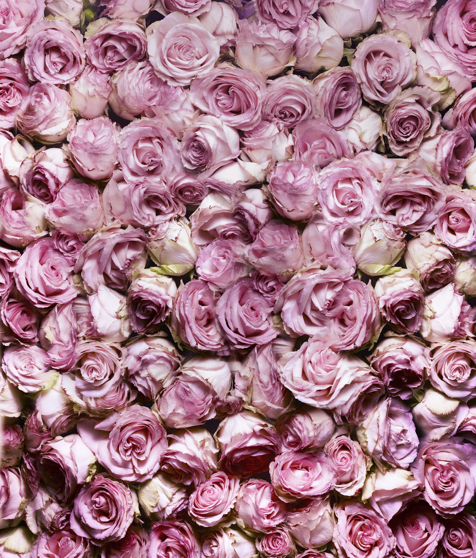 17 Rose Color Meanings to Help You Choose the Perfect Bouquet