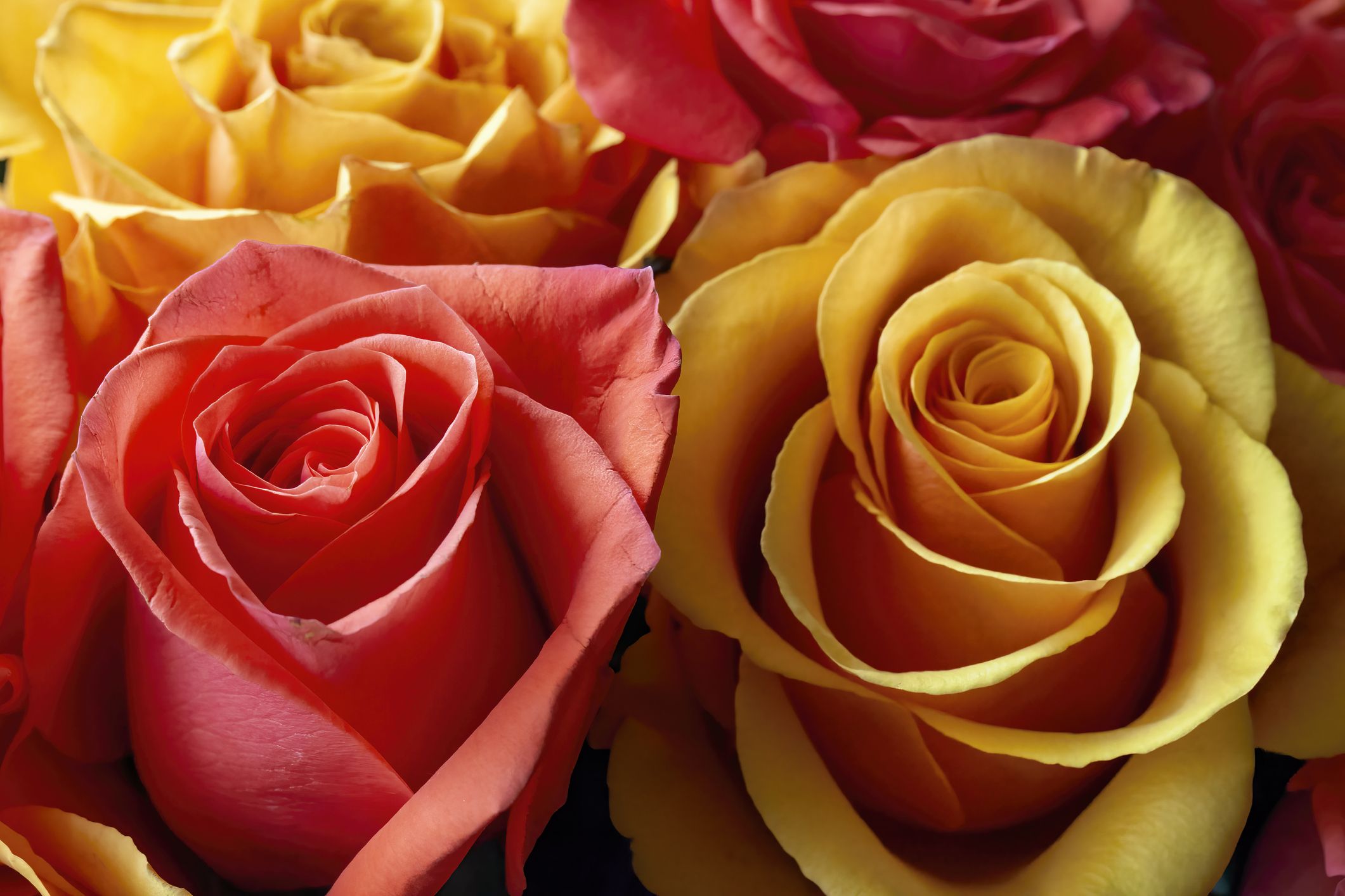 Rose Color Meanings List: Yellow, Red, Pink, White and More