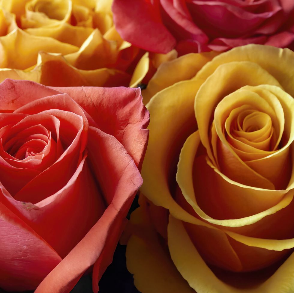 30 Special Rose Color Meanings - Beautiful Flowers For Valentine'S Day