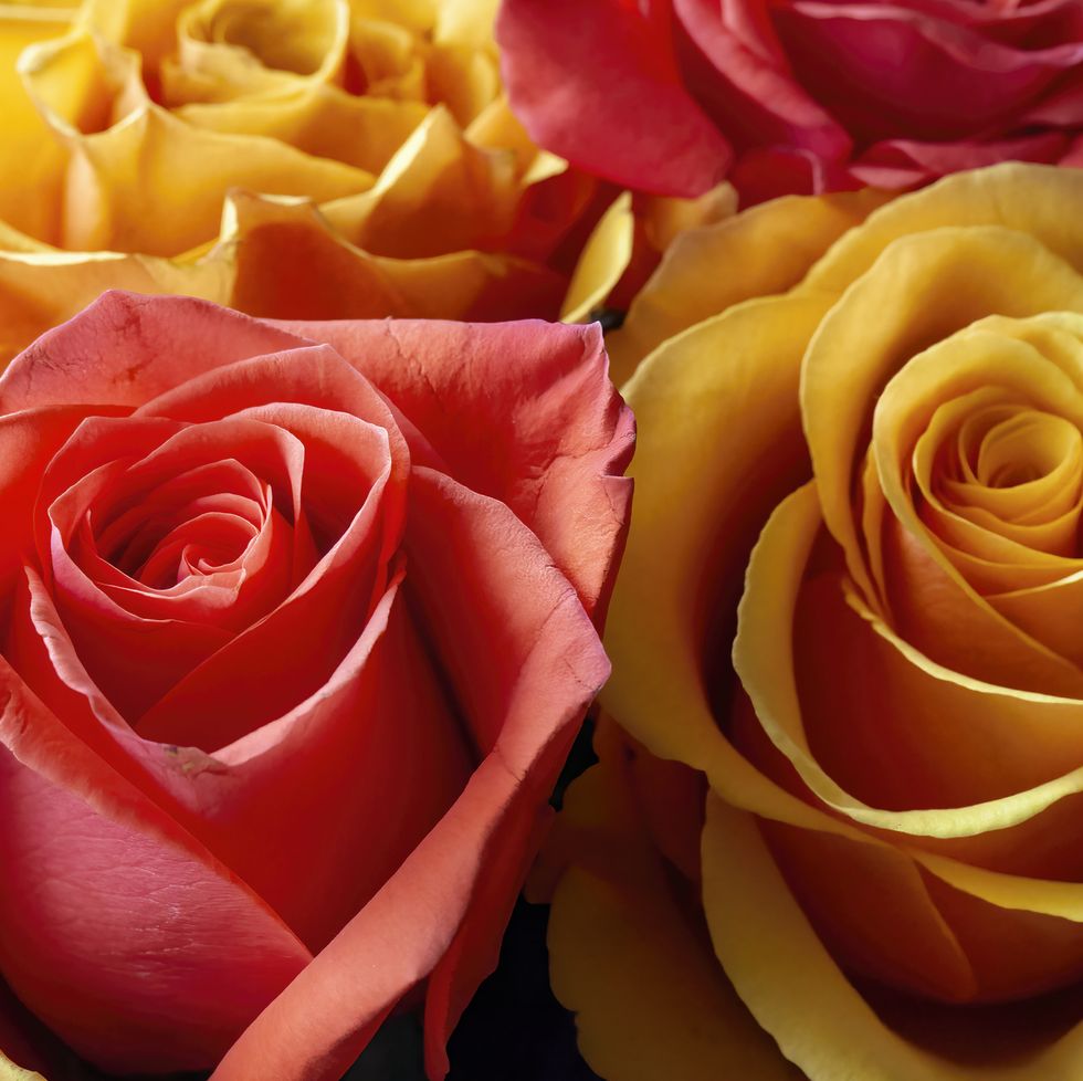 rose color meanings red and yellow