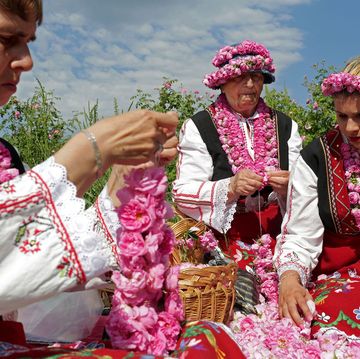tijdens het jaarlijkse rozenfestival plukken vrouwen in traditionele bulgaarse klederdracht rozen op een akker bij boezovgrad