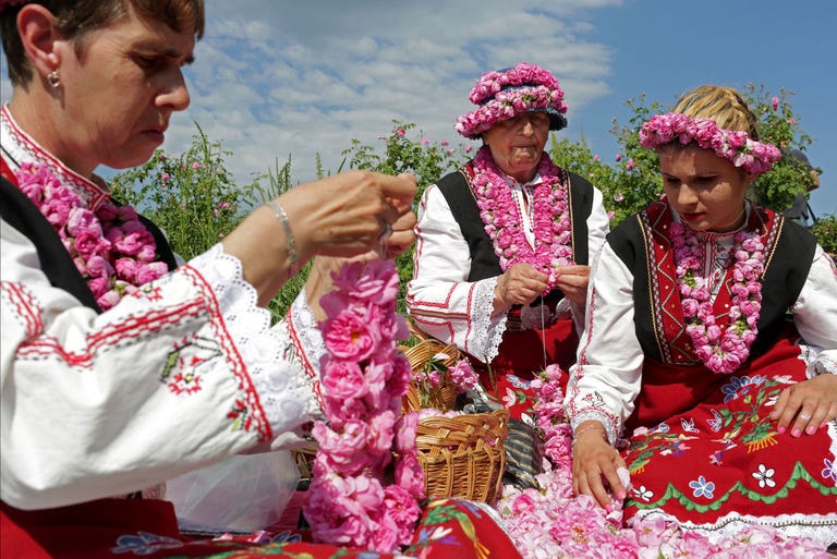 tijdens het jaarlijkse rozenfestival plukken vrouwen in traditionele bulgaarse klederdracht rozen op een akker bij boezovgrad