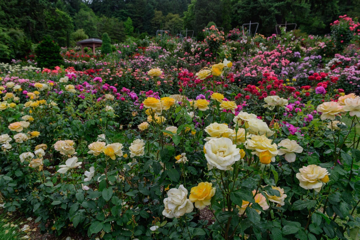 16 Beautiful Types of Roses for Any Kind of Garden