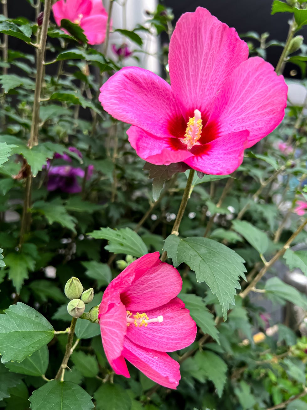 drought tolerant shrubs rose of sharon