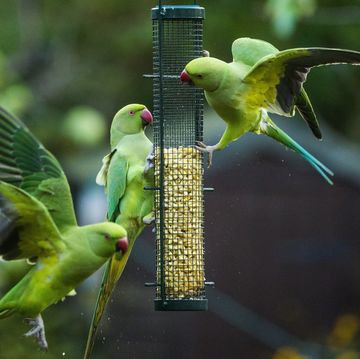 drie halsbandparkieten eten voer