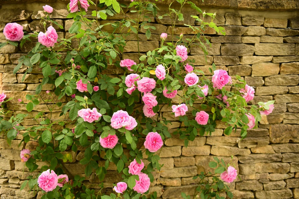 30 Best Flowering Vines to Add Vertical Color