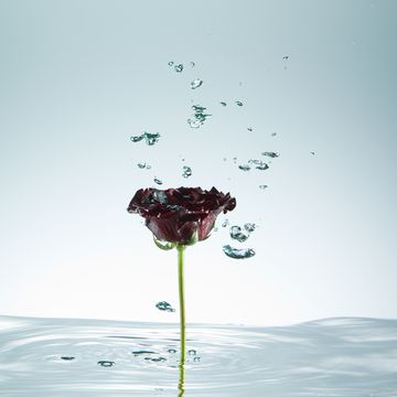 rose, stem standing in water, droplets of water in mid air, close up