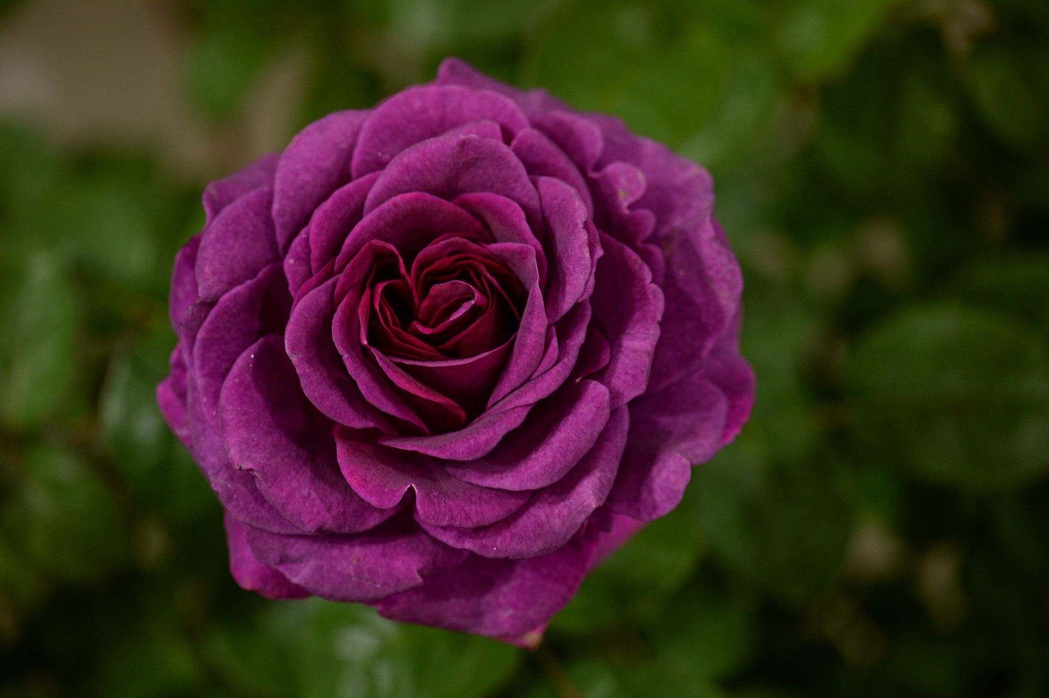 Rose 'Timeless Purple' wins Visitor Vote Award at HTA National Plant Show