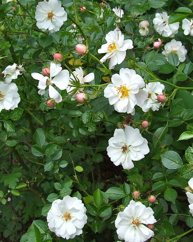 avon ground cover landscape rose, introduced by poulson in 1992 also known as niagara