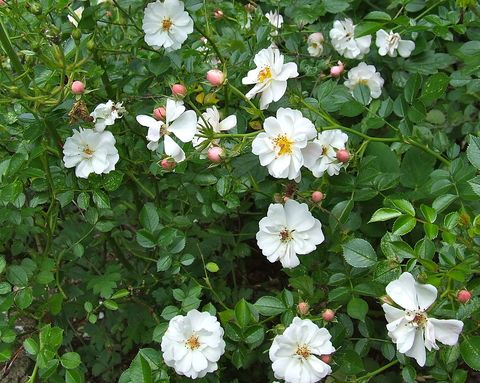 avon ground cover landscape rose, introduced by poulson in 1992 also known as niagara