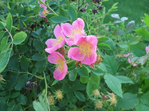 rosa arkansana, the prairie rose