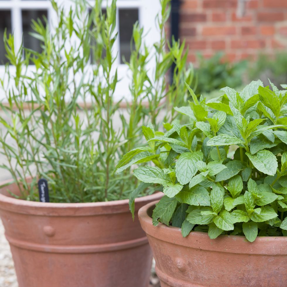 fresh herbs, mint and french tarragon, growing in terracotta pots in a uk garden