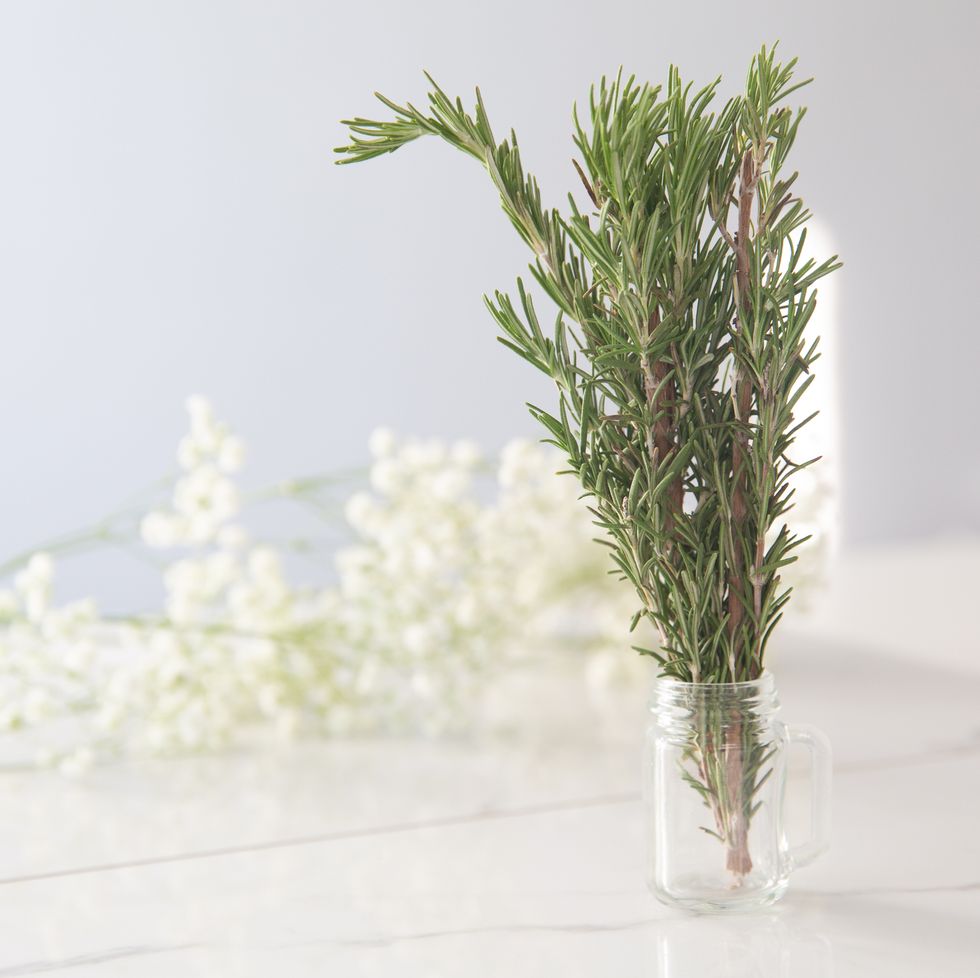 rosemary indoor house plant for scent herb gardening grow pot plant