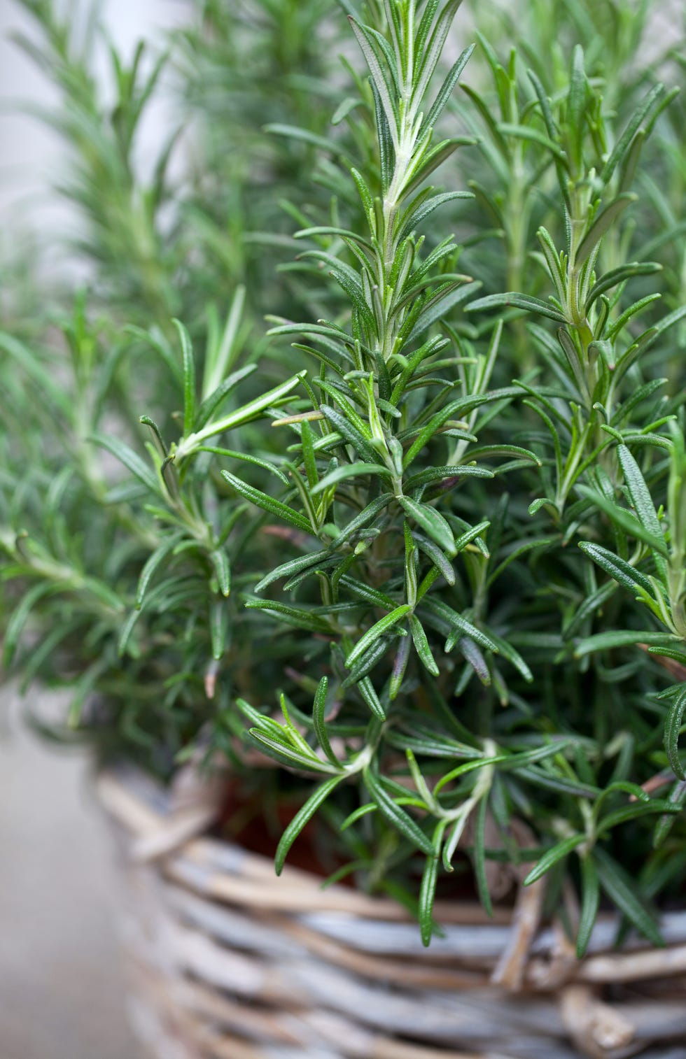 rosemary in a basket