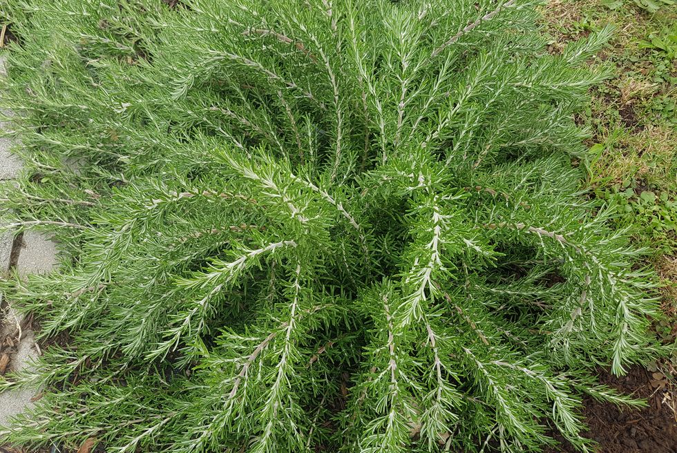 growing herbs: foxtail rosemary