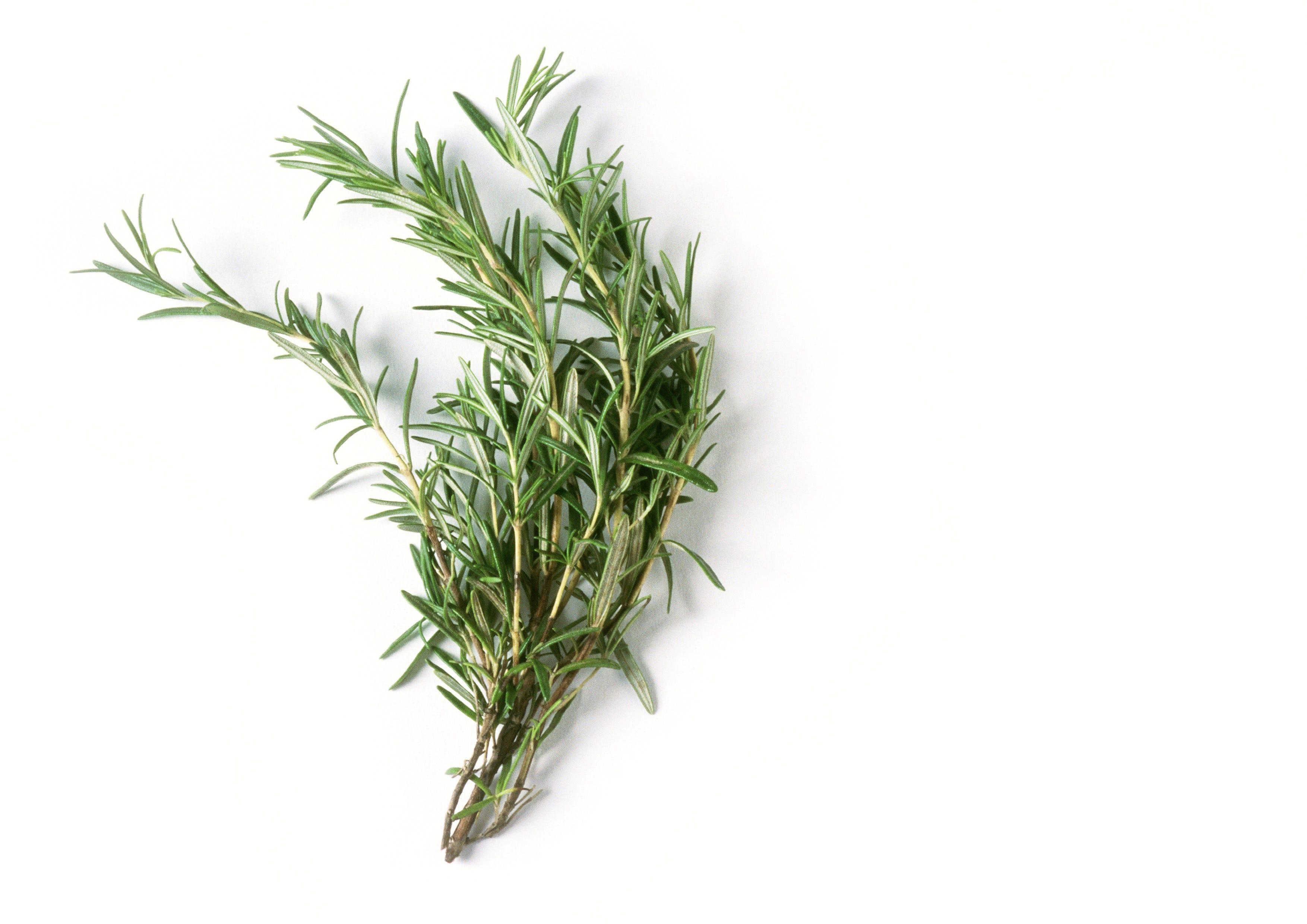 Rosemary