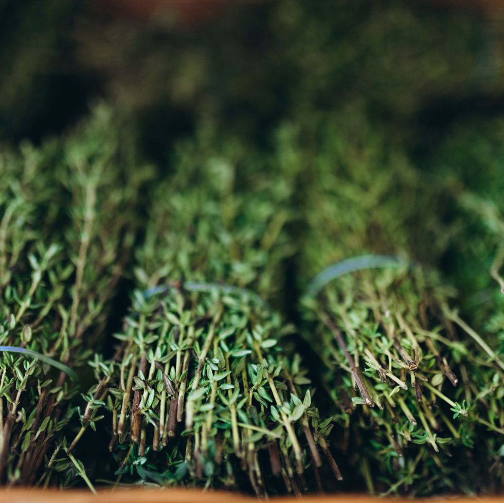 rosemary.