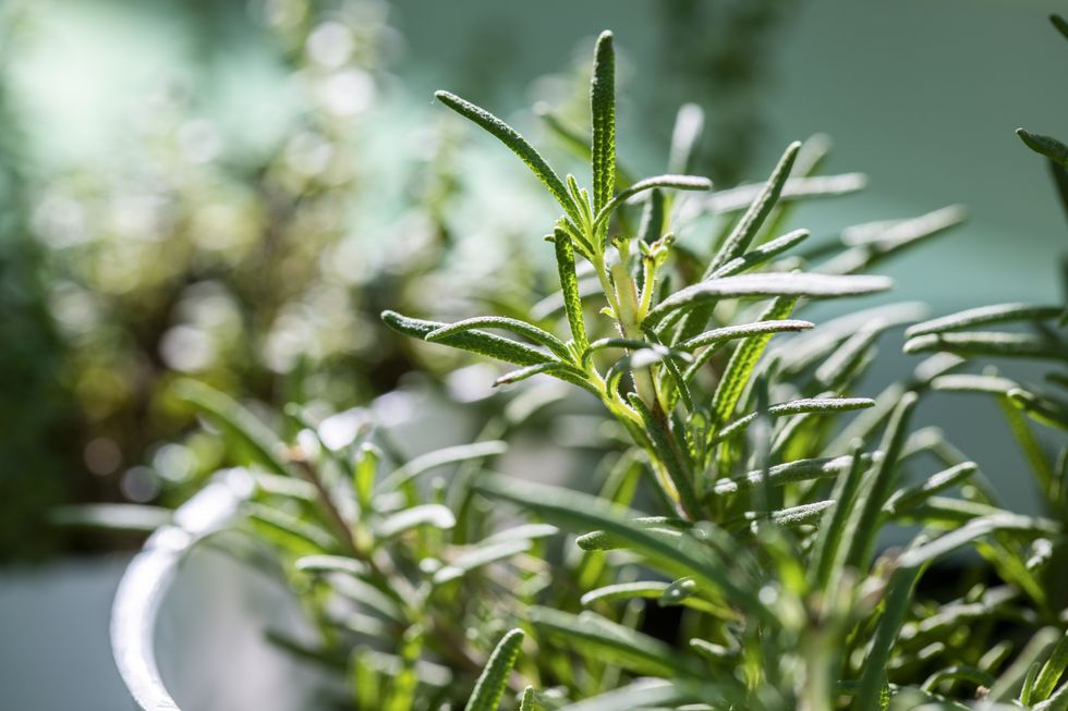 how to grow herbs indoors rosemary