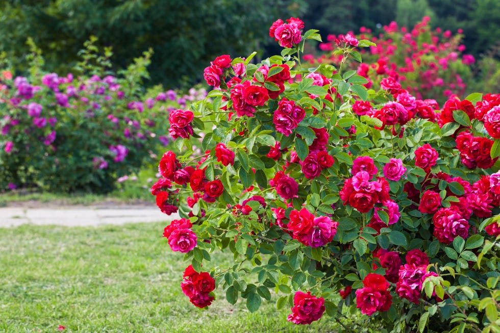 The A to Z Of Growing Garden Roses