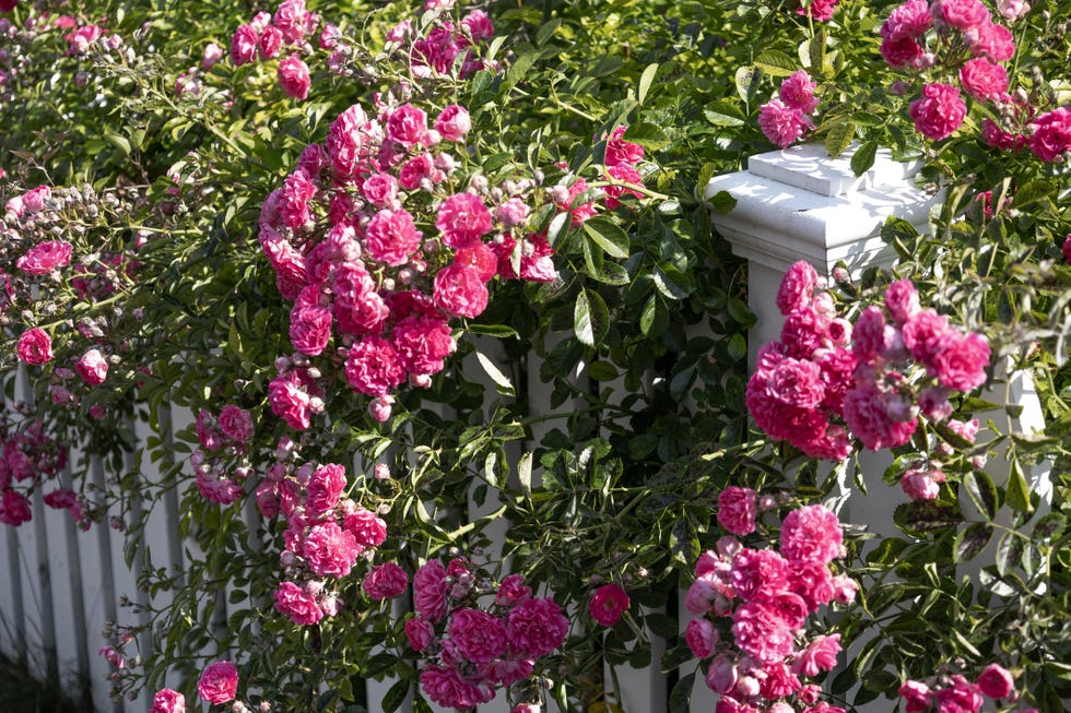 rose blossoms brimming over white wooden fence  shot with canon eos rp