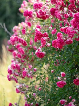 roses growing
