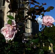 washington, dc  october 22 
roses bloom in bishops garden at