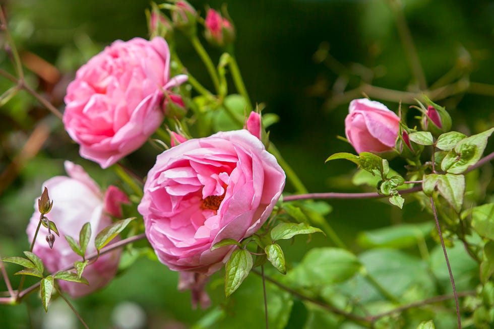 Roses at Hallhard Gardens near Lake Windermere in the Lake District