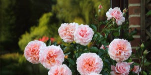 rose bush covered with beautiful fragrant blooms and lit by early summer sunshine, english country garden, surrey, uk