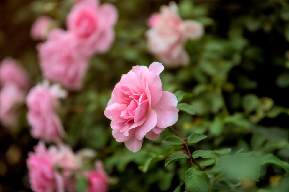 Blossom autumn with garden light pink flower of a hybrid tea rose