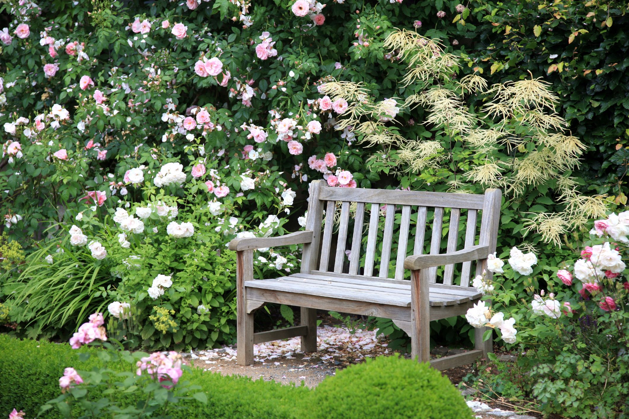 Top Tips for Beautiful Roses