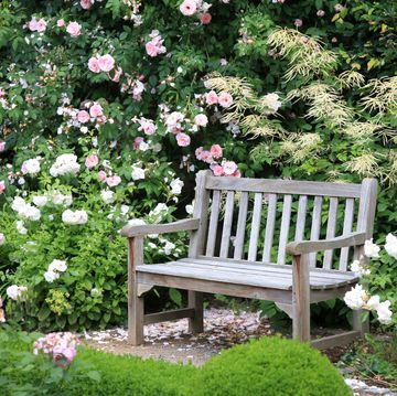 old wooden bench surrounded by beautiful rose bushes