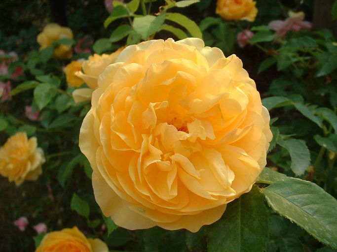 yellow rose bush varieties