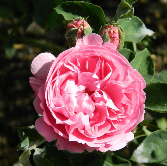 Types of Roses and Rose Care
