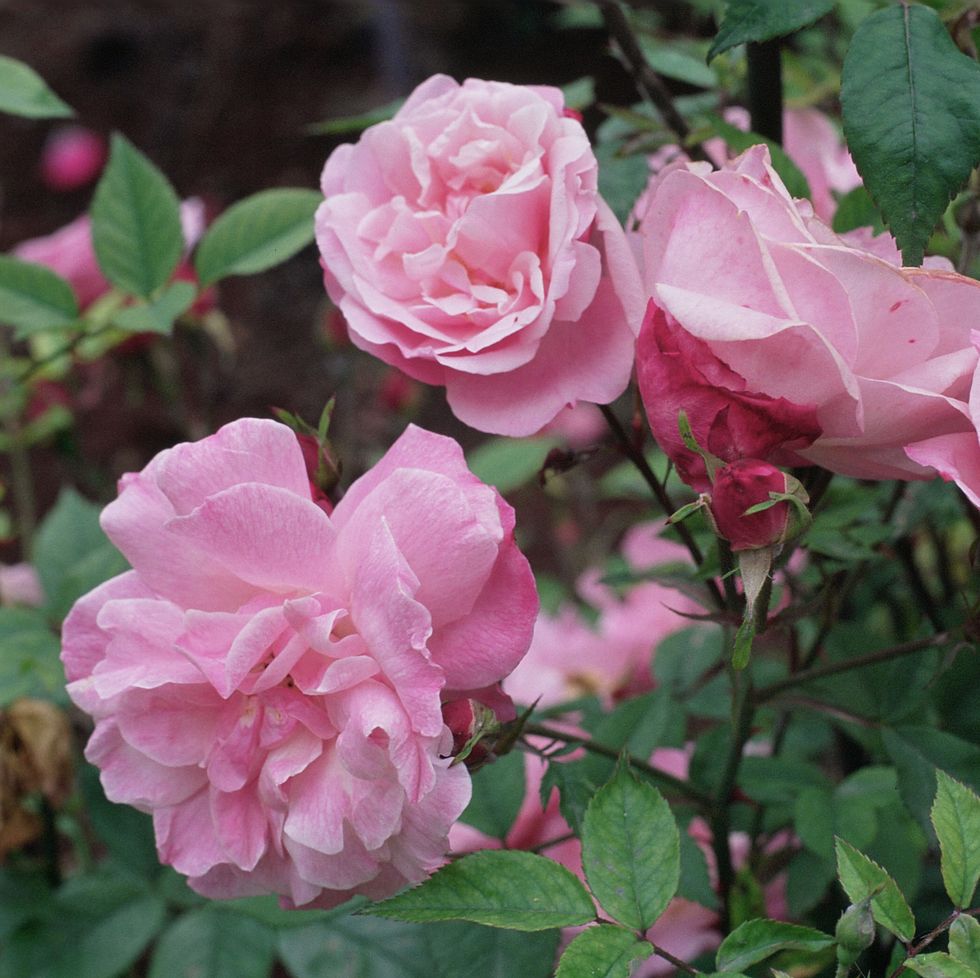 old blush pink china rose