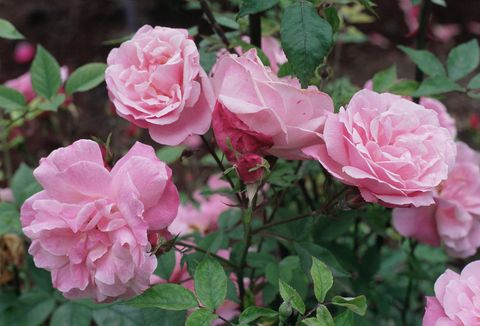 old blush pink china rose
