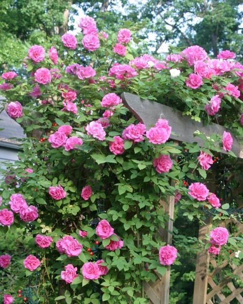 'zephirine drouhin' climbing rose
beautiful, full pink color with intoxicating bourbon fragrance