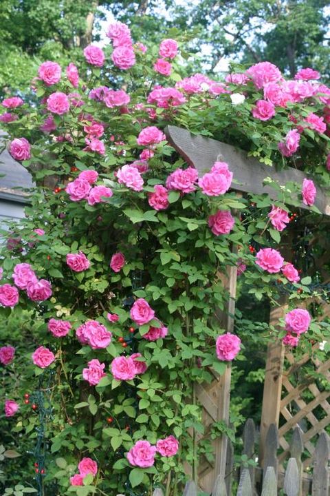 'zephirine drouhin' climbing rose
beautiful, full pink color with intoxicating bourbon fragrance