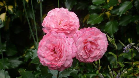 'sexy rexy' floribunda rose