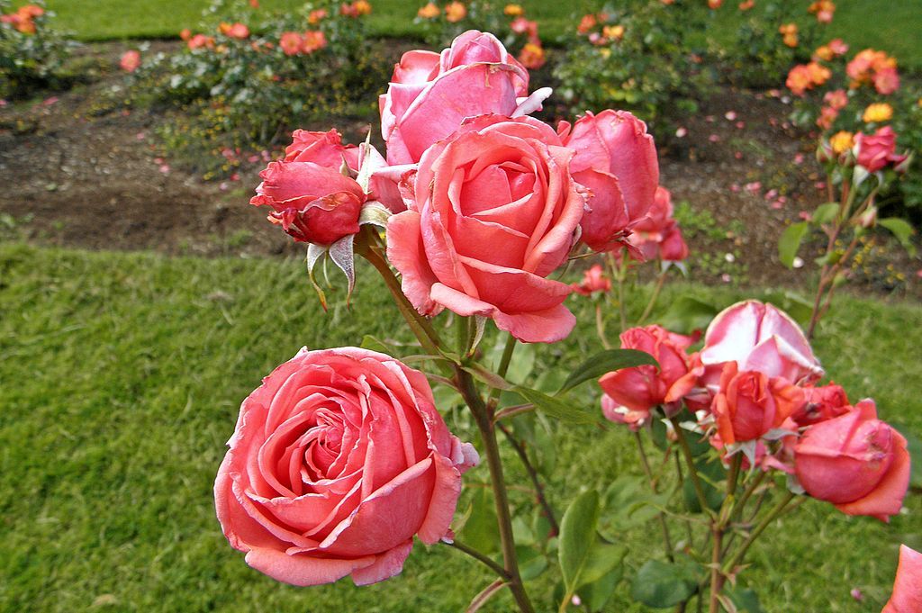 different types of rose bushes